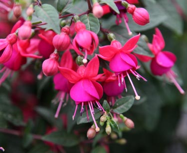 Fuchsie