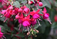 Fuchsie