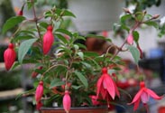 Fuchsie