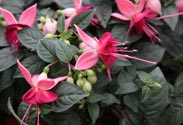 Fuchsie