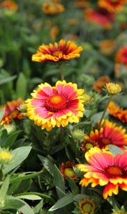 Gaillardia