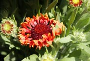 Gaillardia