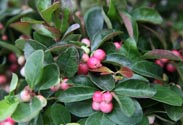 Gaultheria