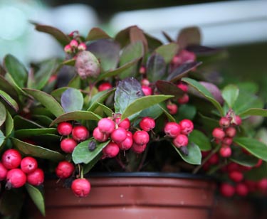 Gaultheria