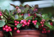 Gaultheria