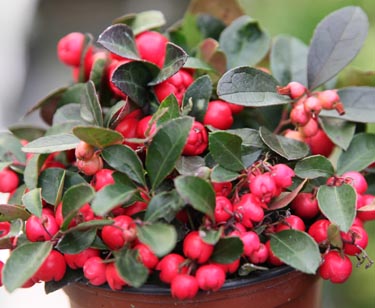Gaultheria