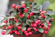 Gaultheria