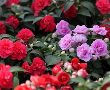 Gefülltes Fleissiges Lieschen