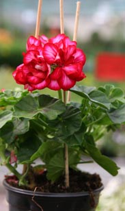 Geranie hängend