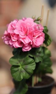 Geranie stehend oder hängend