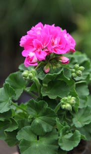 Geranie stehend oder hängend