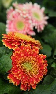 Gerbera