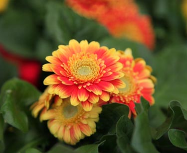 Gerbera