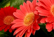 Mini-Gerbera