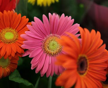 Gerbera