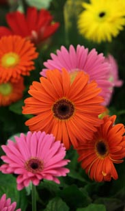 Gerbera
