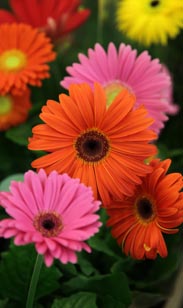Gerbera
