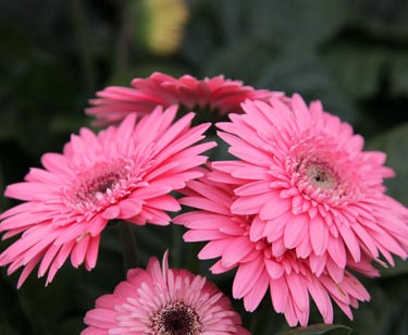 Gerbera