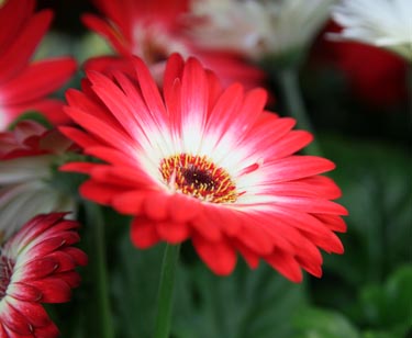 Gerbera