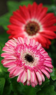 Gerbera