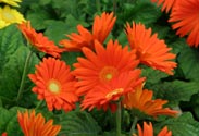 Gerbera