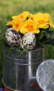 Bepflanzte Gießkanne