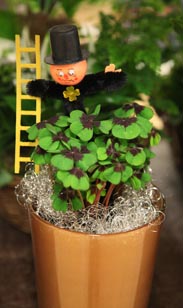 Glücksklee im Keramiktopf