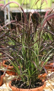 Rotes Lampenputzergras