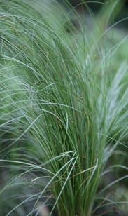 Gräser