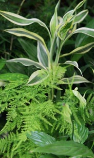 Gr&uuml;npflanzen-Mix