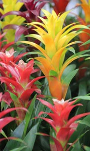 Guzmania