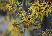 Hamamelis - Zaubernuss