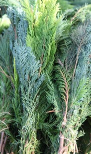 Handbund Koniferen...