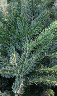 Handbund Nordmanntanne