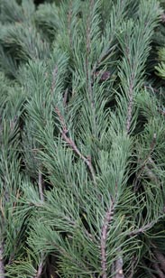 Handbund Schwarzkiefer oder Mistel