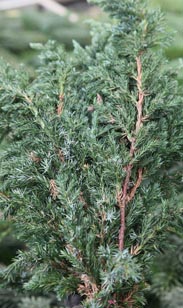 Handbund Wacholder...