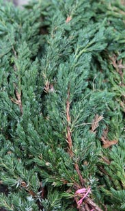 Handbund Wacholder...