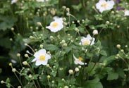 Herbstanemone