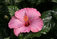 Hibiskus