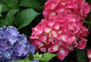 Hortensien
