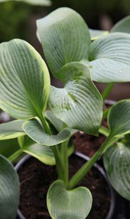Hosta