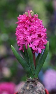 Hyazinthe
