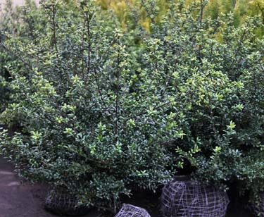 Ilex Crenata