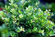Ilex Crenata