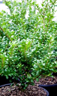 Ilex Crenata