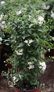 Solanum Jasmin