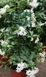 Jasmin-Säule