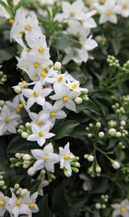 Solanum Jasmin