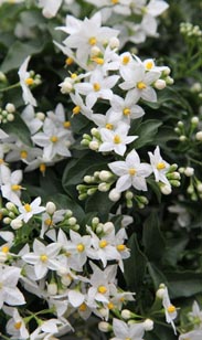 Solanum Jasmin