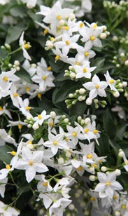 Jasmin